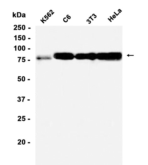 AYD13350