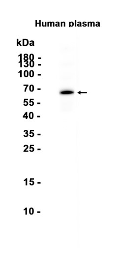 AYD14361