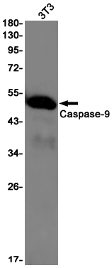Caspase-9 (YD32556) Rabbit mAb