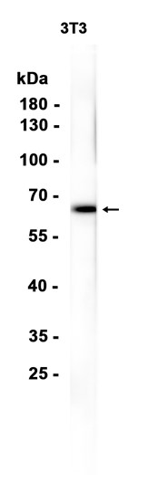 Chk2 (YD12114) Rabbit mAb