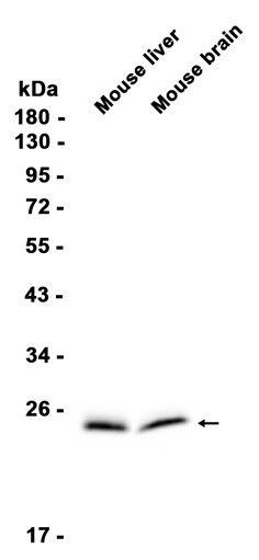 AYD11827