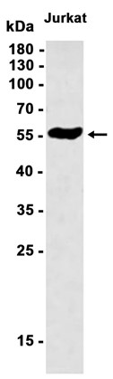 AYD12568