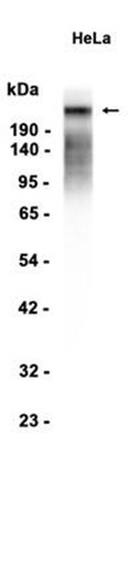AYD12612