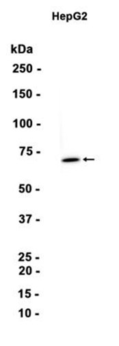 AYD13370
