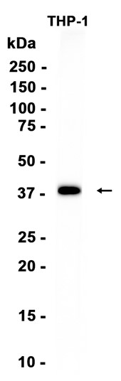 STING (YD16482) Rabbit mAb