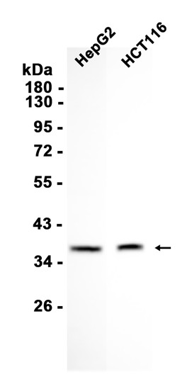 AYD12099