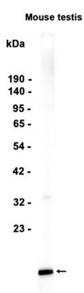AYD12097