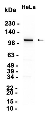 AYD12719