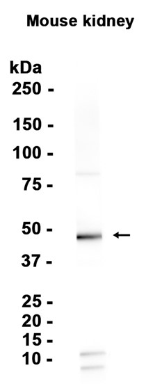 AYD13731