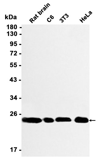 AYD11569