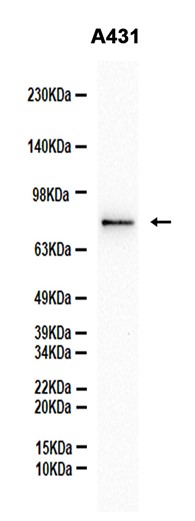 Phospho-RAF1 (Ser43) (YD35930) Rabbit mAb