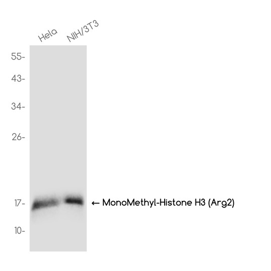 MonoMethyl-Histone H3 (Arg2) (YD32049) Rabbit mAb