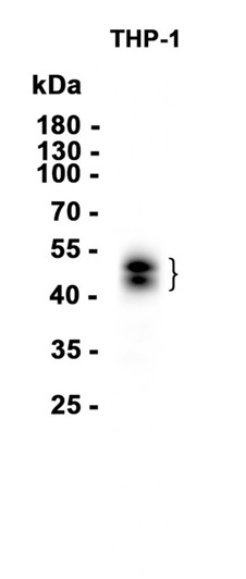 AYD14560