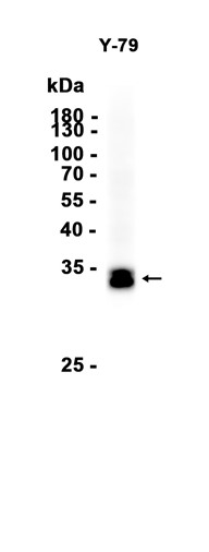 AYD13507