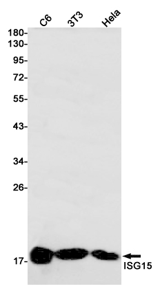 AYD12116
