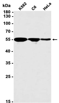 HNF-4-alpha (YD13834) Rabbit mAb
