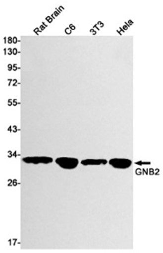 AYD12943