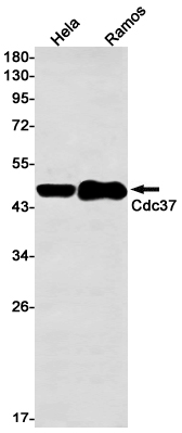 AYD12666