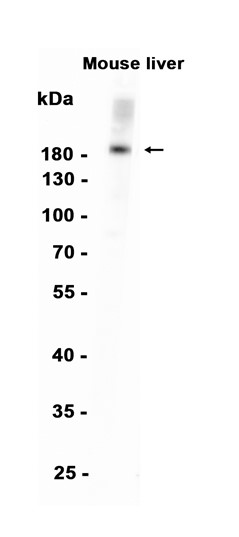 AYD15609