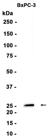 AYD13356