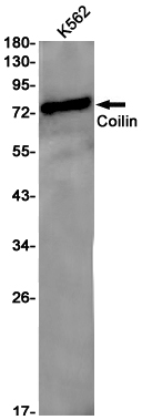 AYD11796
