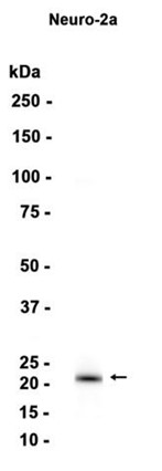 AYD13338