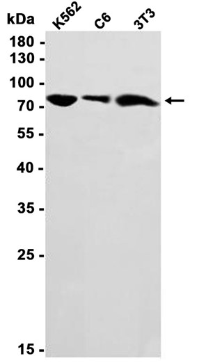 PKC delta (YD14086) Rabbit mAb