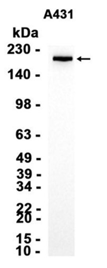 AYD15949
