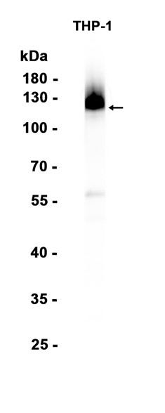 AYD12390