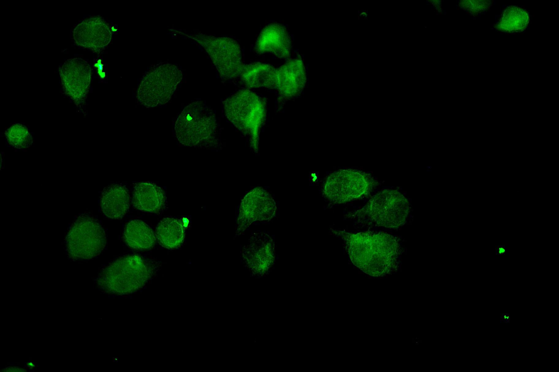 MRC1/CD206 Antibody