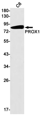 AYD11906