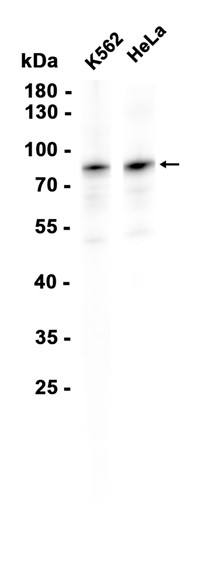 AYD12447