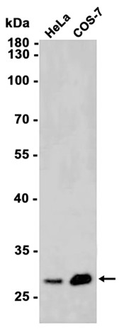 AYD12755