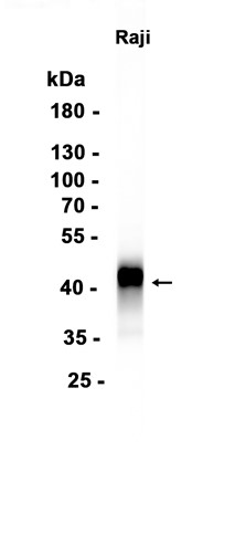 AYD14954