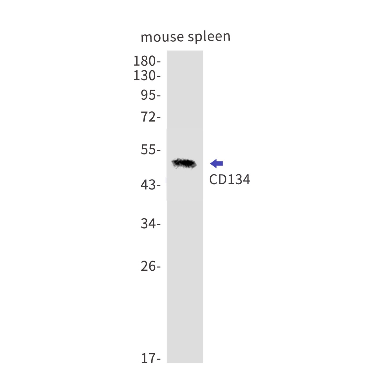 CD134 (YD17056) Rabbit mAb