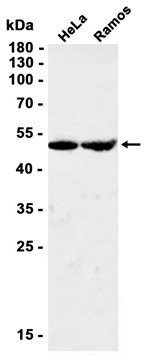 AYD12278