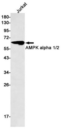 AYD12601