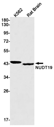 AYD12088