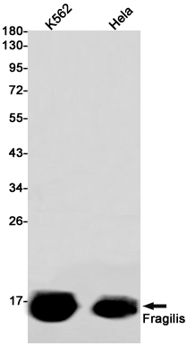 AYD12028