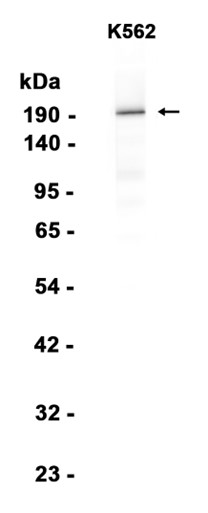 AYD15645
