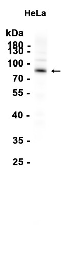 AYD12896