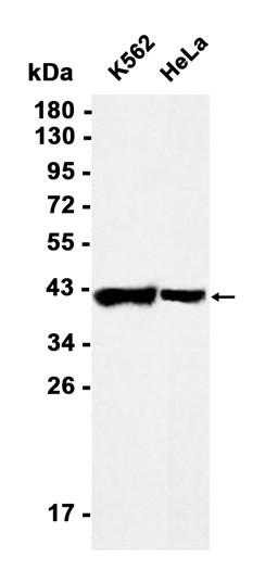 AYD13234