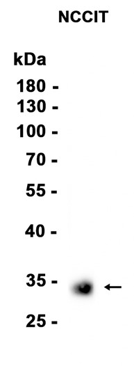 AYD13035