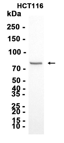 AYD13058