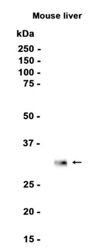 AYD15426
