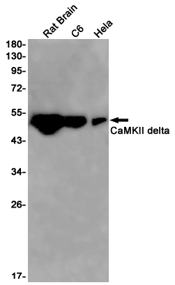 AYD11628