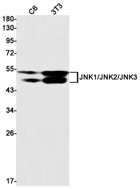 AYD12713