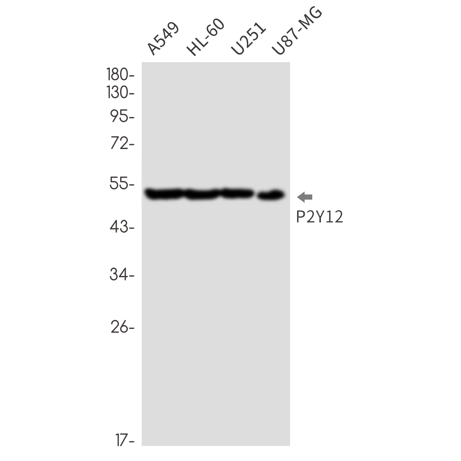 AYD12249