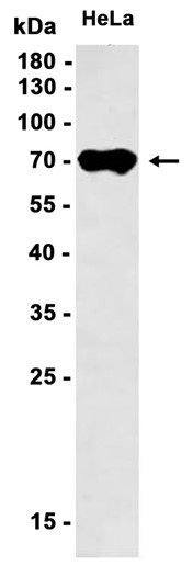 AYD11020
