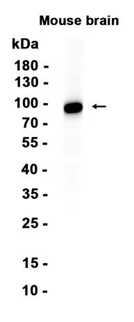 AYD12983